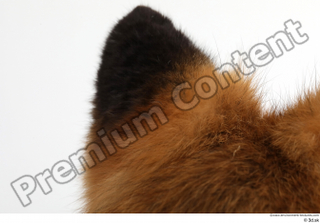 Red fox ear 0013.jpg